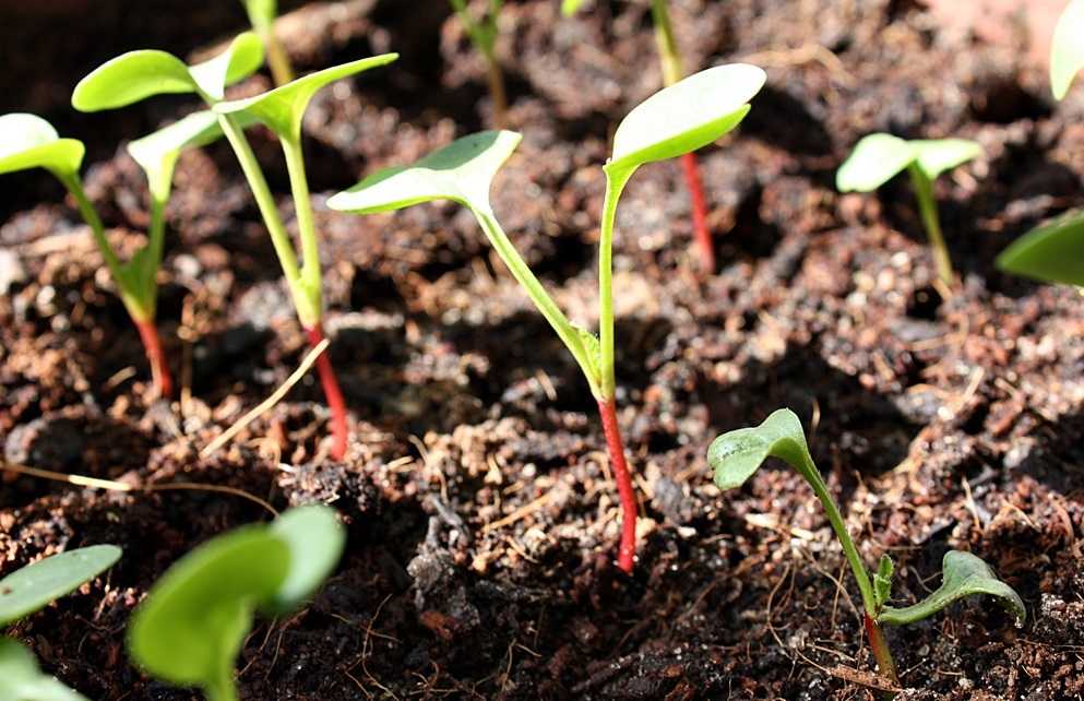 Как правильно посадить редиску! узнай, после каких культур можно сажать редиску весной в открытый грунт — как правильно сажать редис — про огород