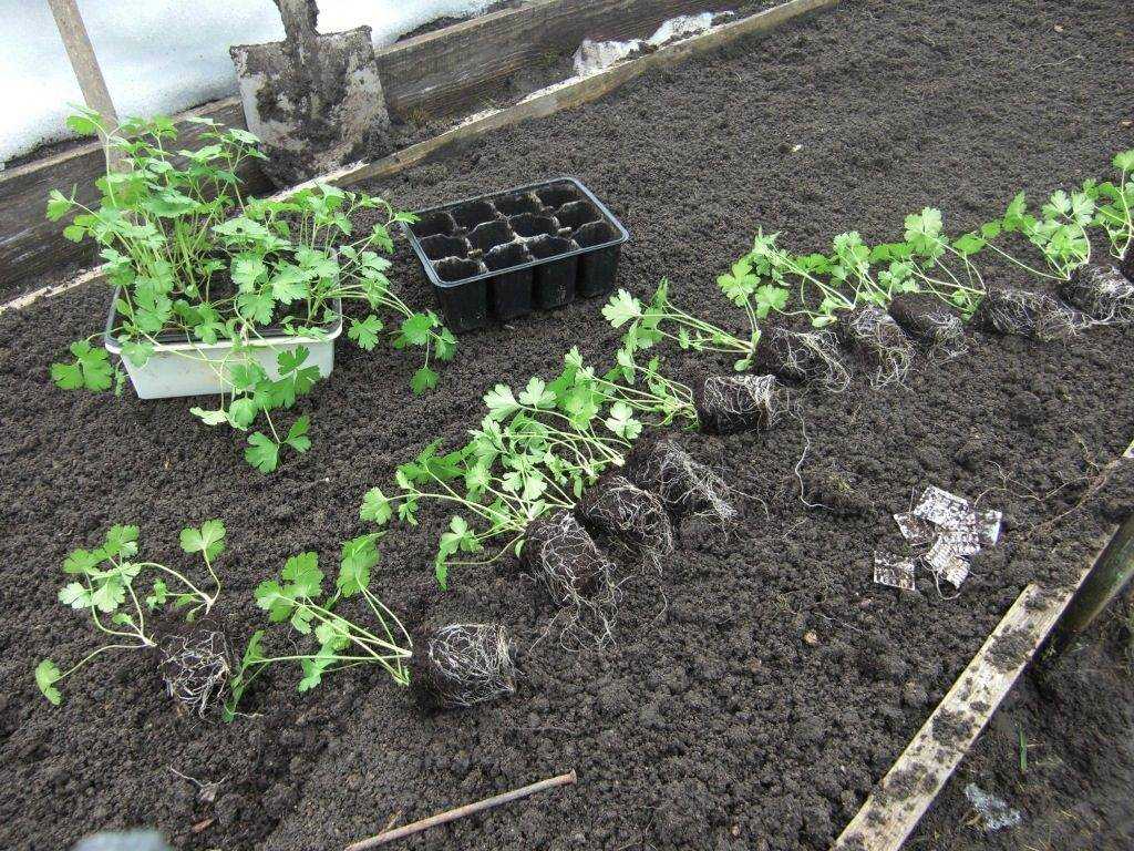 Сельдерей: выращивание из семян, когда сажать, посадка и уход в открытом грунте
