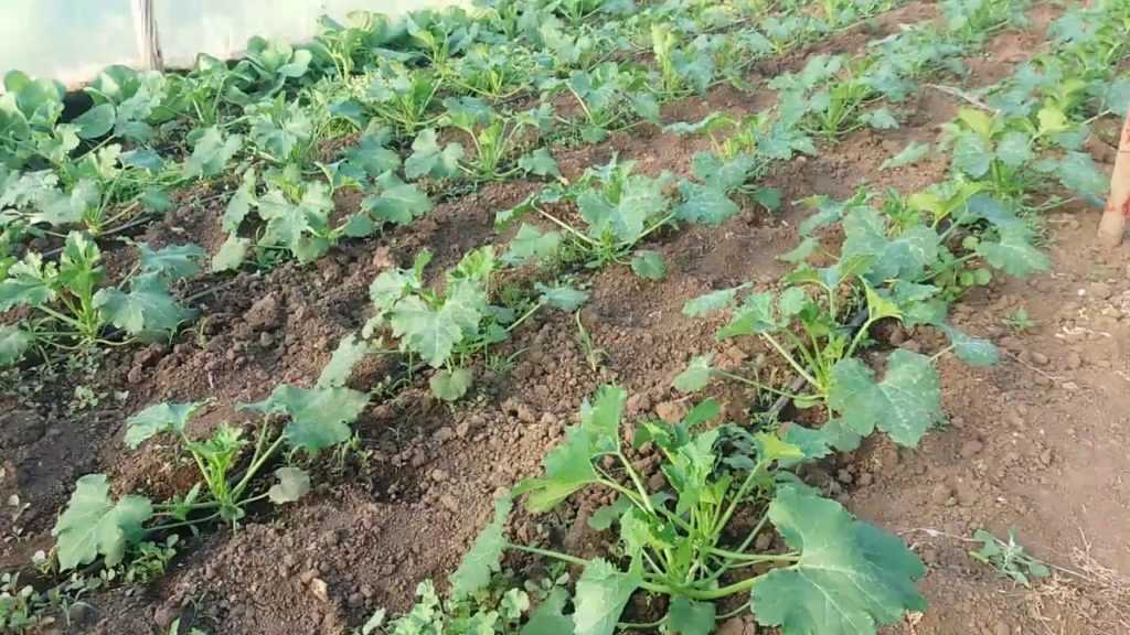 Выращивание кабачков в открытом грунте: все секреты супер урожая