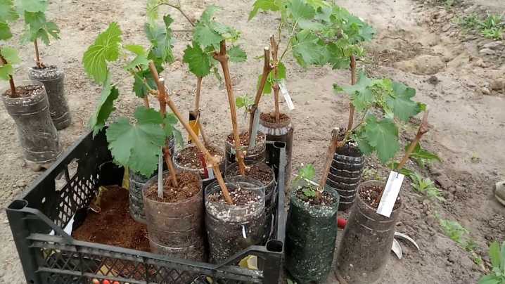 Как посадить виноград черенками весной в открытый грунт