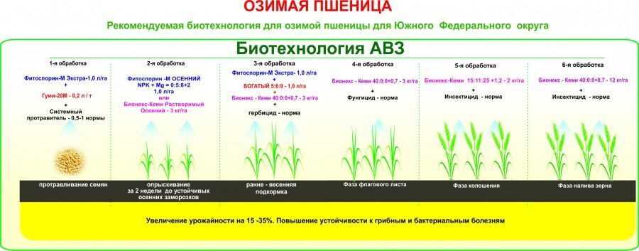 Удобрения для пшеницы: изучение воздействия подкормок на продуктивность зерна