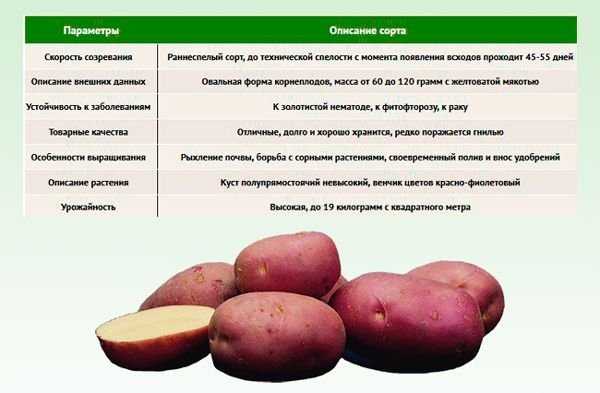 Картофель журавинка: описание и характеристика сорта, вкусовые качества, выращивание и уход, фото