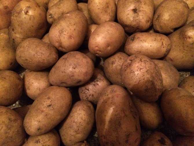 Характеристика картофеля адретта, отзывы