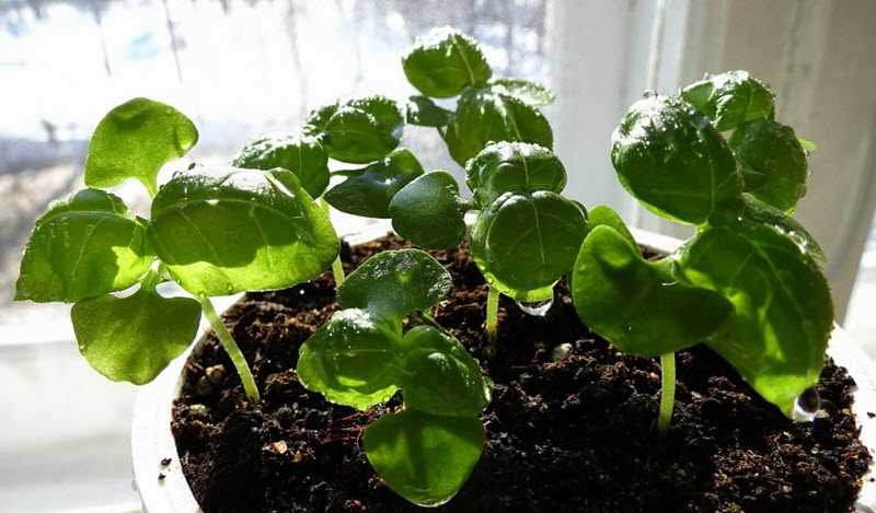 Базилик выращивание и уход, как вырастить из семян в открытом грунте