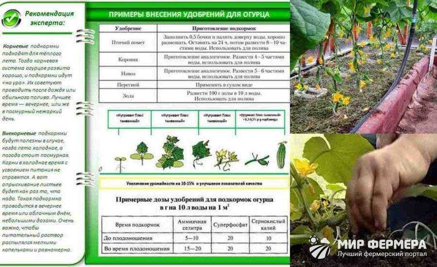 Калиевая селитра: применение удобрения на огороде и в садоводстве, свойства, видео
