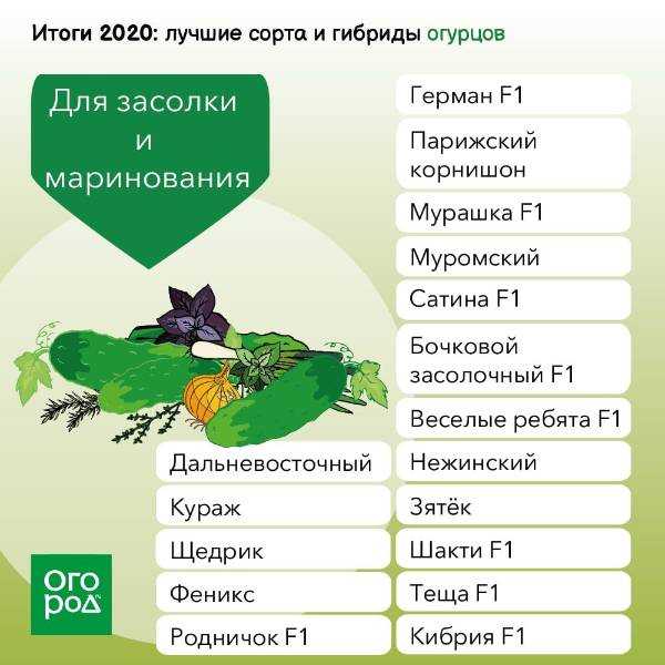 Лучшие сорта огурцов для засолки по россии и ее регионам