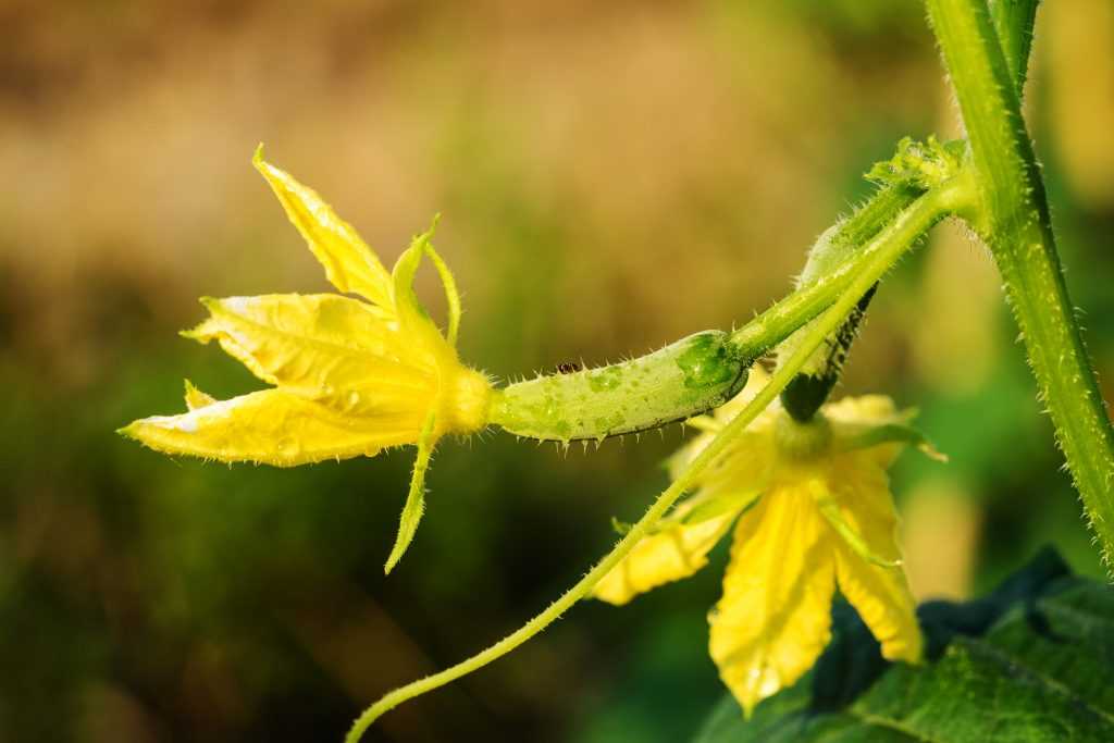 Пустоцвет огурцов: что делать, и какие эффективные меры предпринимать огородникам