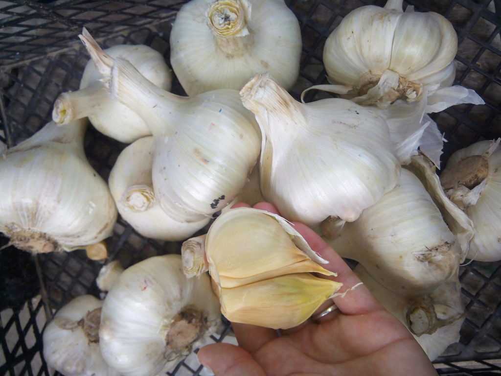 Гибрид чеснока и лука рокамболь: описание, выращивание и агротехника с фото