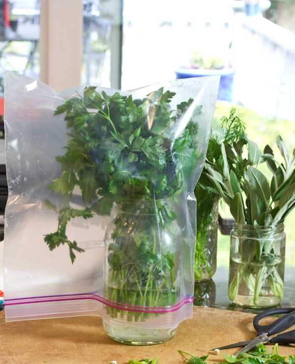 Как хранить зелень в холодильнике: долго, свежей