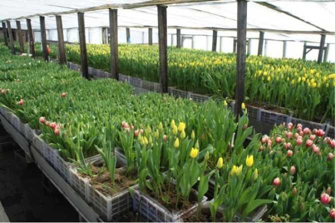 Выгонка тюльпанов к 8 марта в домашних условиях: выбор сорта, сроки посадки