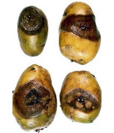 Болезни картофеля. как их избежать и как от них избавиться?
