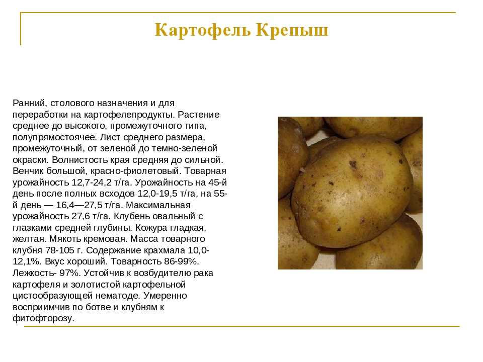Картофель журавинка: описание сорта, характеристики и отзывы!