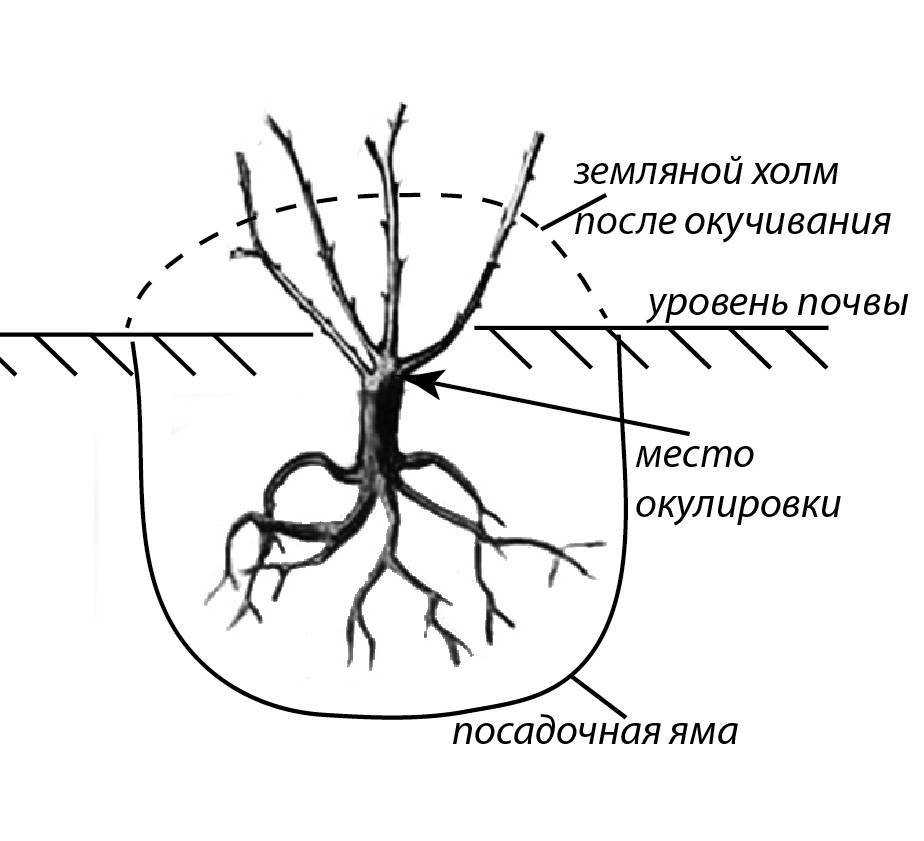 Росток граната: описание с фото, особенности выращивания и ухода - sadovnikam.ru