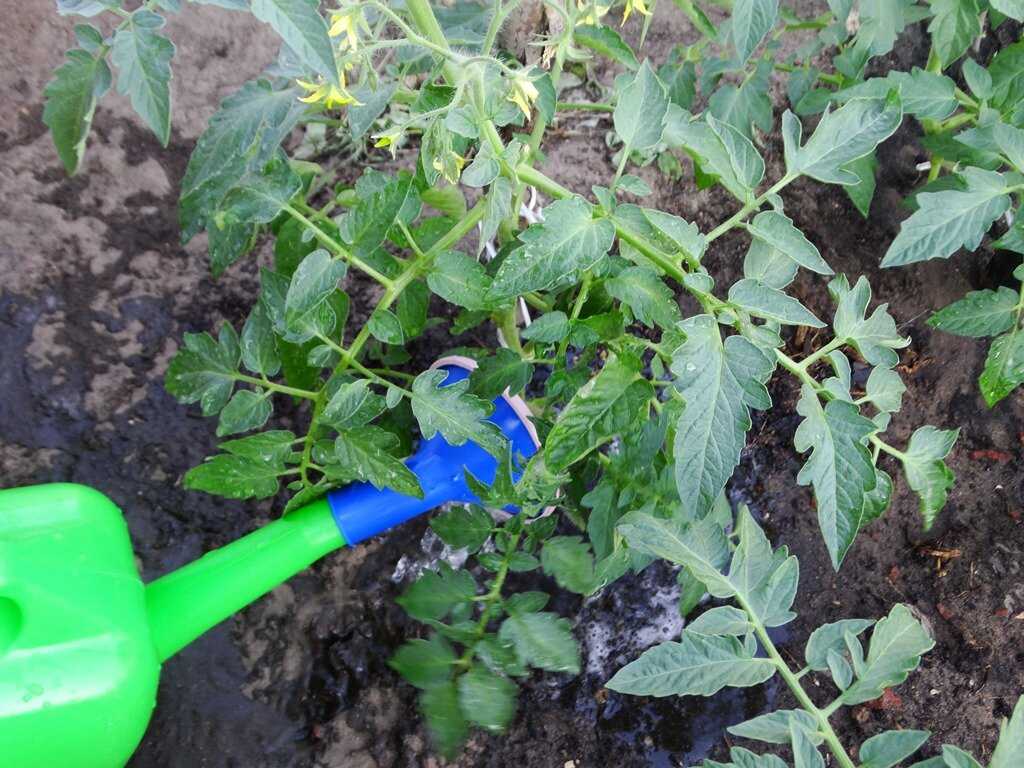 Как поливать кабачки в открытом грунте и теплице, чтобы они росли быстрее и не гнили
