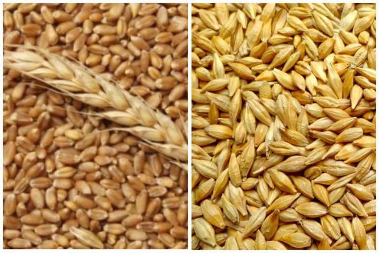 Твердые сорта пшеницы и классы продовольственного зерна