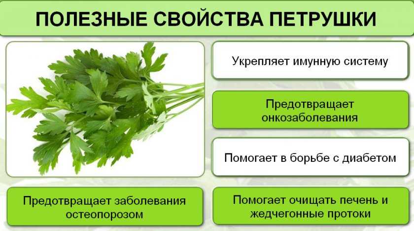 Полезные свойства петрушки для женщин и противопоказания: чем этот овощ помогает организму, каковы его лечебные качества при заболеваниях, а также возможный вред? русский фермер