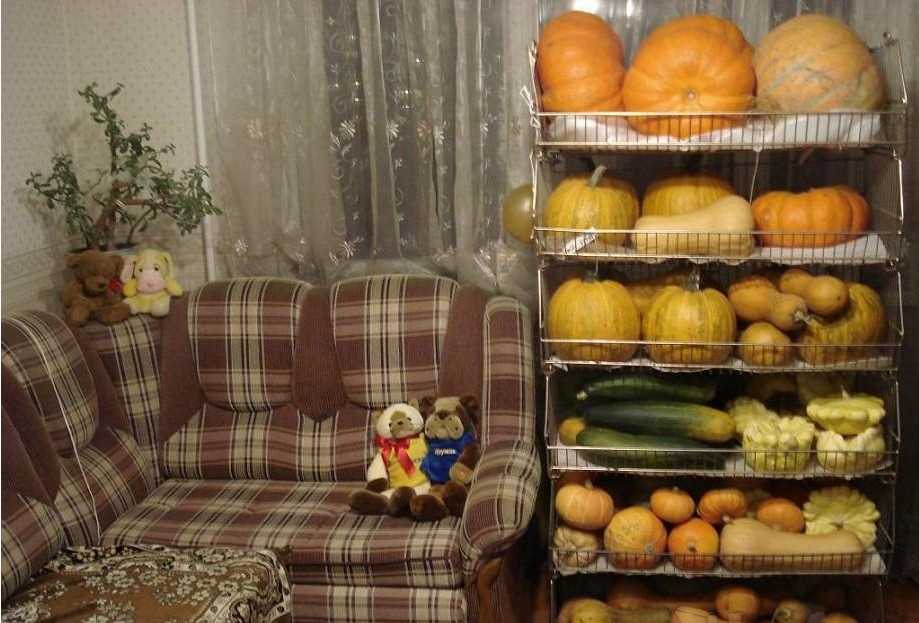 Как хранить кабачки в домашних условиях в квартире: как и где сохранить свежими на зиму, при какой температуре