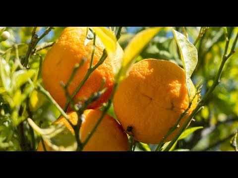 Апельсин: полезные свойства | food and health
