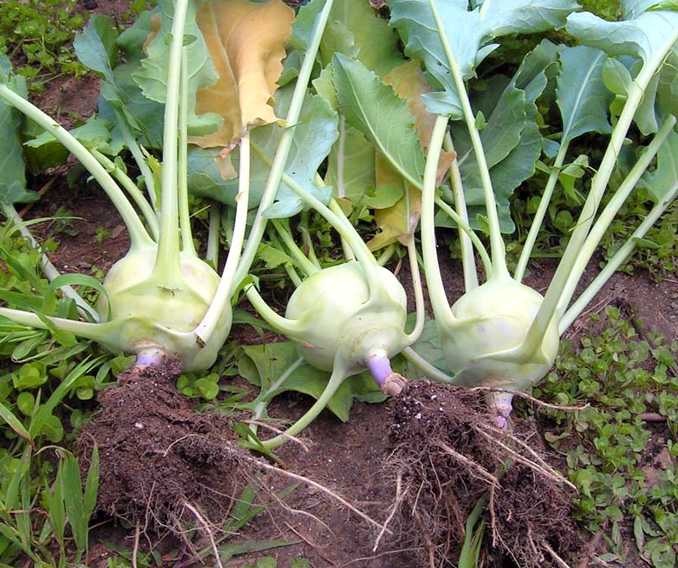 Сроки уборки капусты: когда и как правильно убирать с огорода на хранение