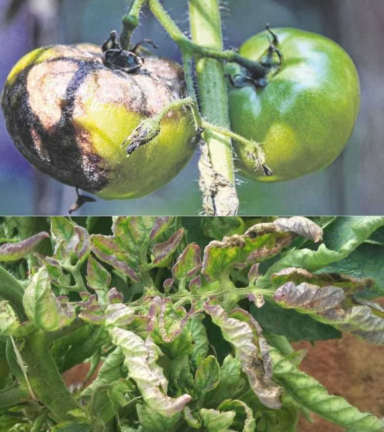 Болезни томатов и меры борьбы с ними | садоводство и огородничество