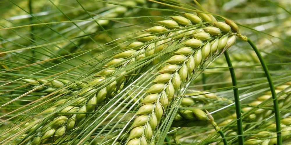 Рожь и пшеница сравнение. разница между рожью и пшеницей