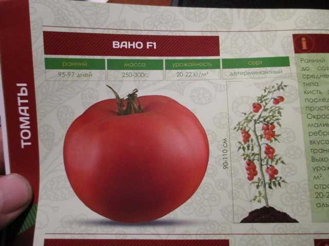 Неприхотливый в уходе, но при этом щедрый на урожай томат «чайная роза»: агротехника и советы фермеров со стажем