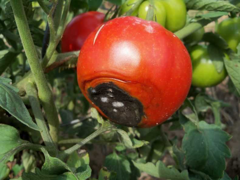 Почему могут появиться черные пятна на листьях помидоров в теплице и как от них избавиться: спасаем урожай эффективно