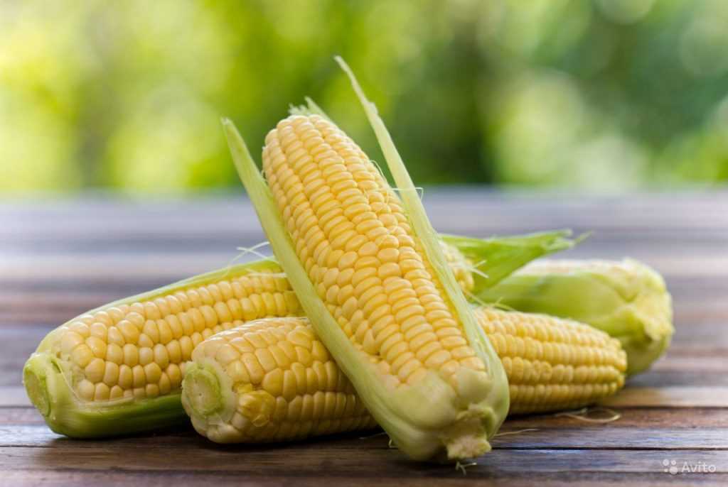 Интересные факты о кормовой кукурузе. что это такое, чем отличается от пищевой, можно ли есть?