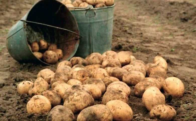 Когда выкапывать картофель и собирать урожай на хранение: сроки уборки