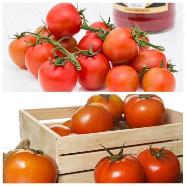 Как сохранить томаты свежими надолго - огород, сад, балкон - медиаплатформа миртесен