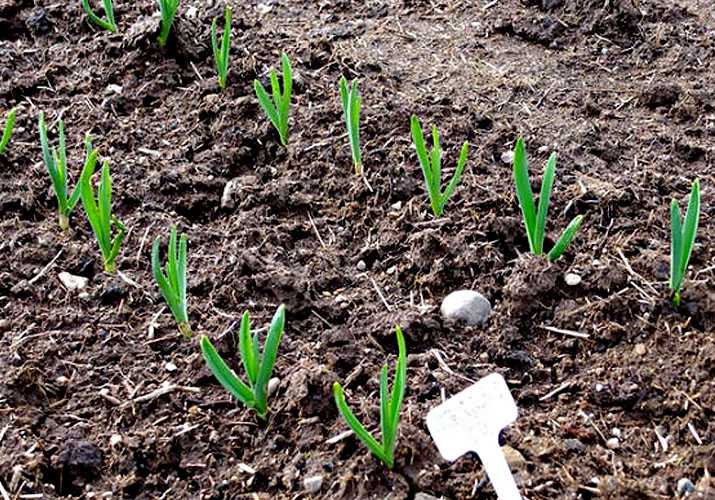 Посадка чеснока ярового и озимого: когда и как правильно провести посевные работы с семенами и головками во время весны, можно ли растить в тени и рядом с луком?