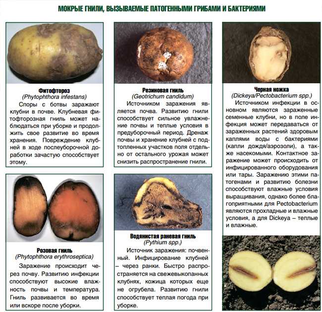 Какие бывают вредители и болезни картофеля | cельхозпортал