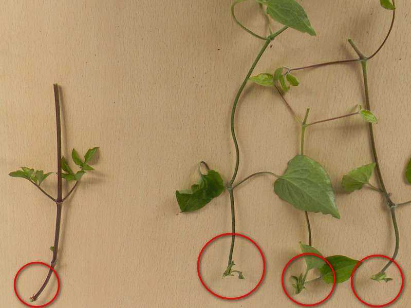 Отводками, черенками или делением? размножаем любимые растения | сад | дача