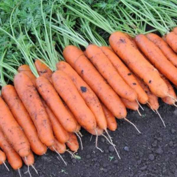 Семена морковь на ленте дордонь f1 6м престиж