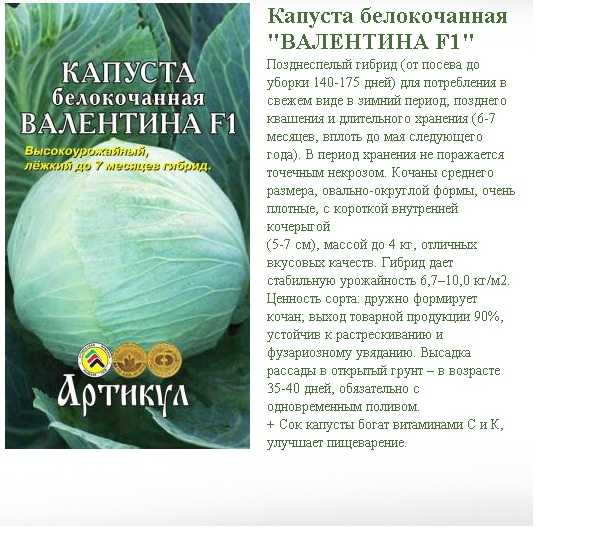 Капуста харьковская: описание и урожайность сорта, отзывы, фото