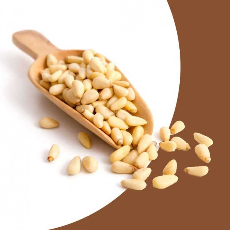 Кедровый орех - полезные и опасные свойства кедрового ореха