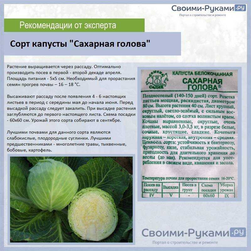 Лучшие сорта капусты белокочанной: их название, описание и фото, отзывы о семенах