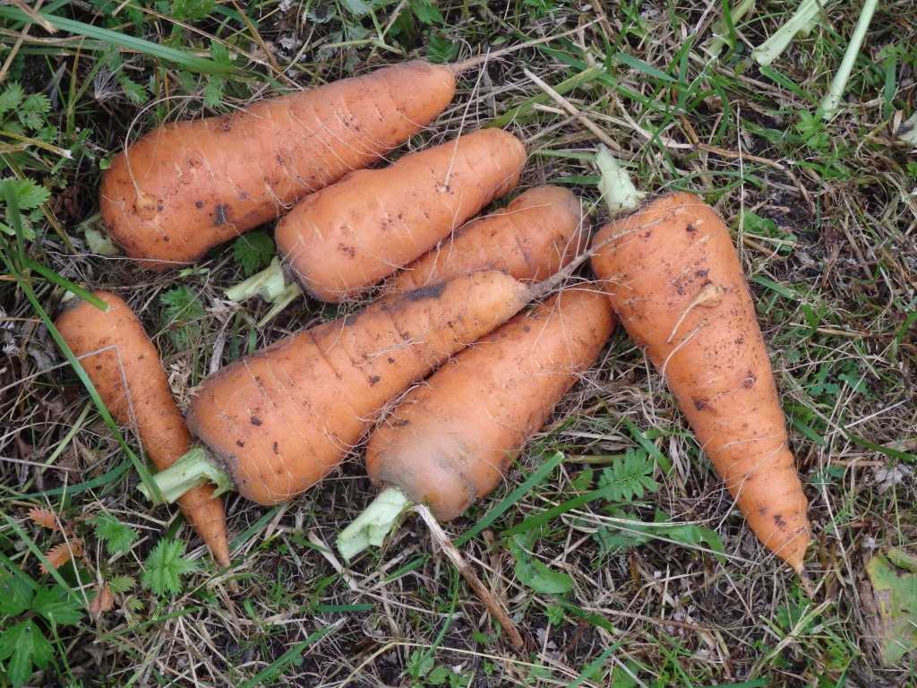 Морковь семена лучшие сорта для урала 2021