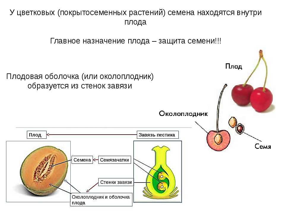 Почему арбуз - ягода, а не фрукт или овощ