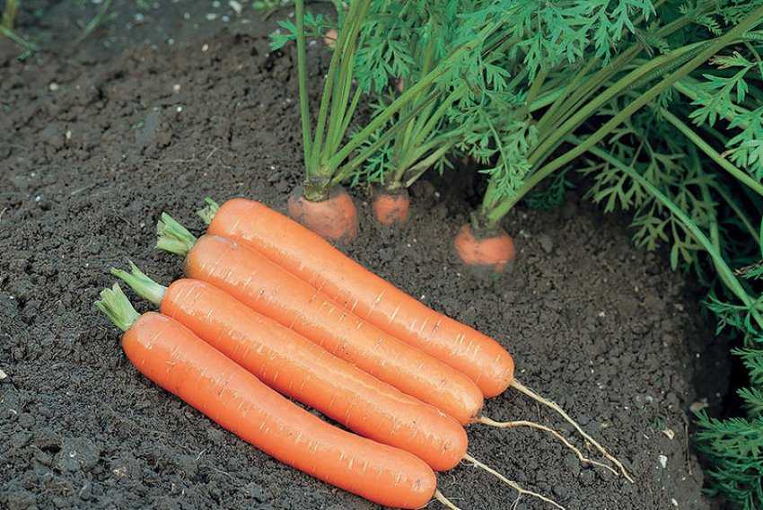 Морковь сорт нандрин отзывы. морковь балтимор f1: описание, отзывы, фото высокоурожайного гибрида