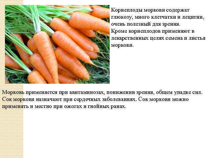 Что такое черная морковь (скорцонера) и как ее выращивать?
