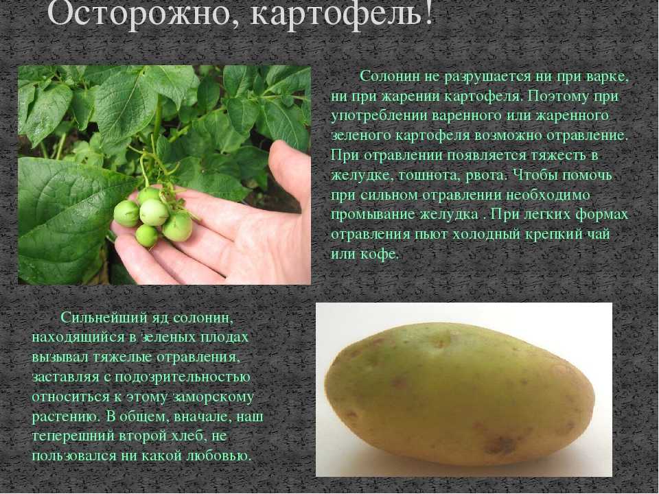 Вся правда о “зеленобокой” картошке: свойства соланина
