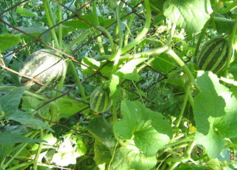Ананасовая дыня: описание, выращивание, отзывы, фото