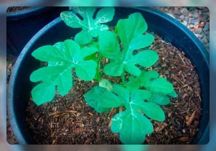 Как вырастить рассаду дома: 10 советов для получения крепких здоровых растений