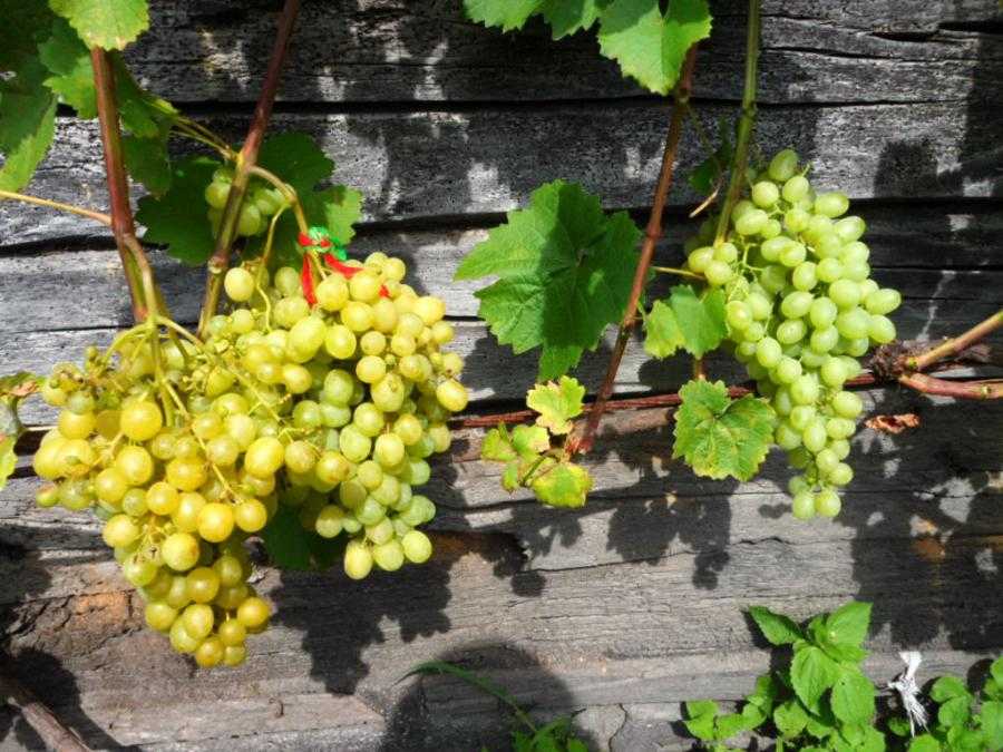 Виноград алешенькин - особенности сорта и уход за ним