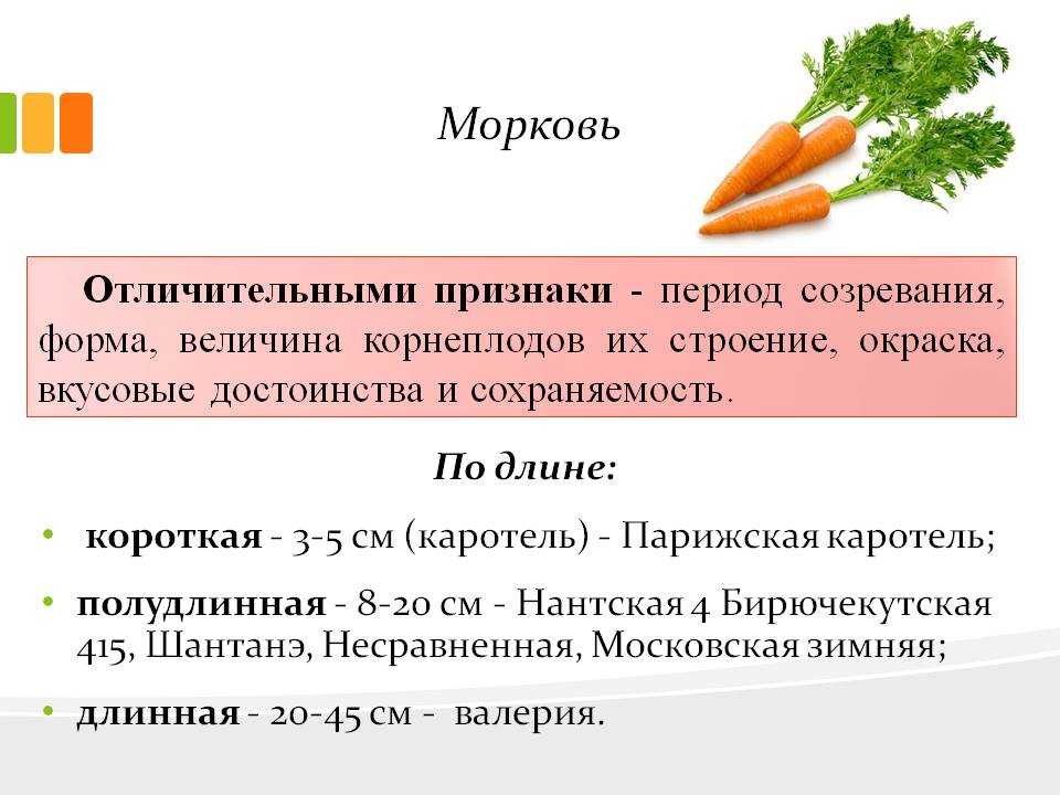 Всё о моркови: полезные и вредные свойства, описание, посадка и уход