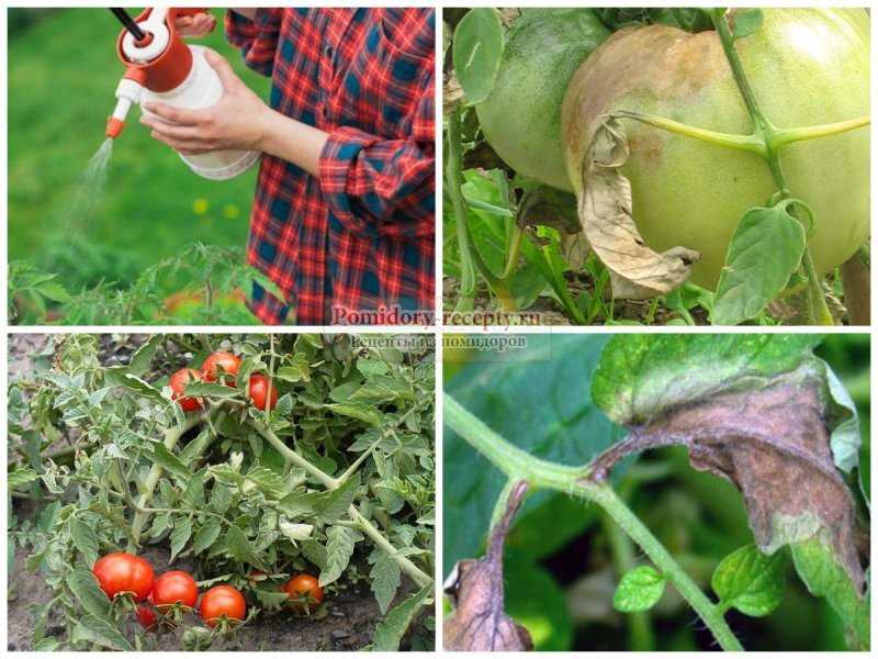 Белые пятна на томатах в теплице: причины и методы избавления, профилактика