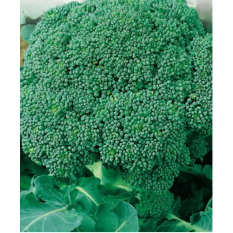 Лучшие сорта капусты брокколи для выращивания в теплице | огородники
