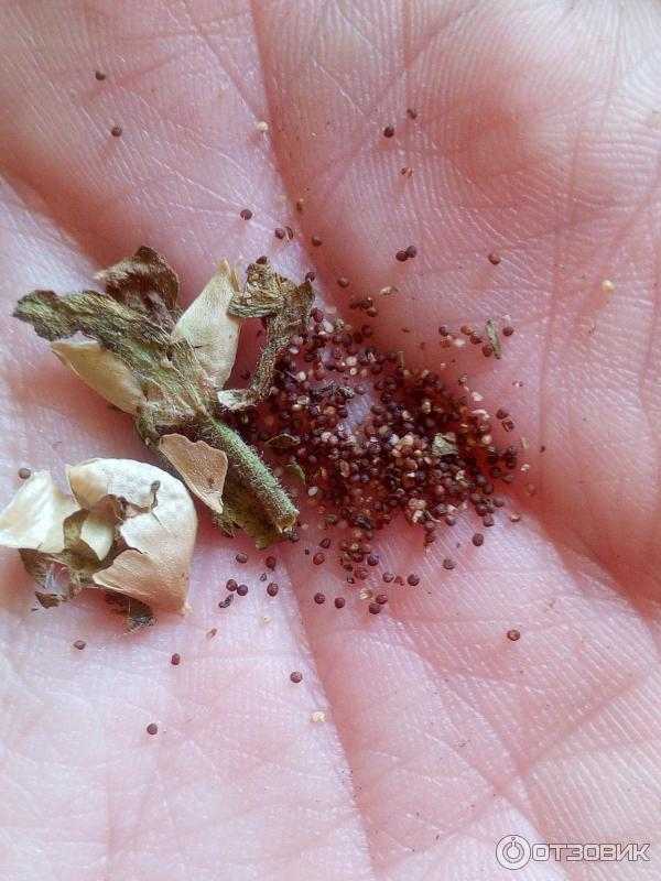 О способах сбора и хранения семян петунии: где находятся семена у растения