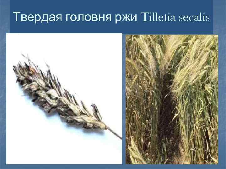 Головня стеблевая пшеницы